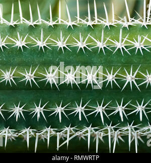 Un primo piano di un cactus con spine bianche Foto Stock