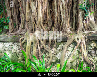 Epifite Banyan fig tree radici aeree Foto Stock