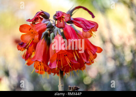 Madre di migliaia (Bryophyllum daigremontianum) fiori in Palm Springs, California, Stati Uniti d'America Foto Stock