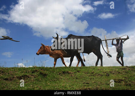 Silhouette di agricoltori di andare al campo per arare terre in un villaggio in Patoakhali, Bangladesh. L'agricoltura è un importante fonte di occupazione in Bangla Foto Stock