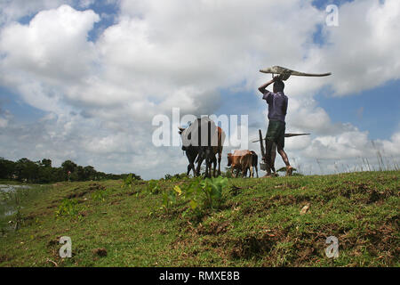 Silhouette di agricoltori di andare al campo per arare terre in un villaggio in Patoakhali, Bangladesh. L'agricoltura è un importante fonte di occupazione in Bangla Foto Stock