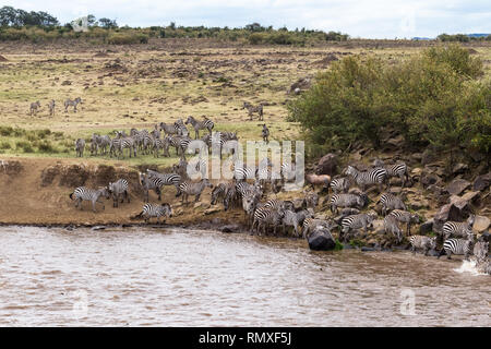 Barriera d'acqua sul percorso della grande migrazione. Masai Mara, Kenya Foto Stock