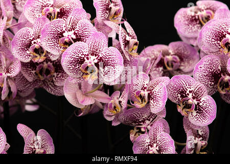 Orchidea (phalaenopsis) nel pieno fiore Foto Stock