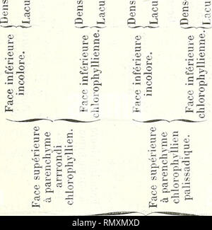 . Annales des Sciences Naturelles Botaniques. . =4-1 o o o ai 0) ;^ o s 'o c o c &LT;v en 3 c" 3  eS 3 &LT;u C .çS 'E -0) Oh &LT;v 3 en 3 a; ai es t1 o. Si prega di notare che queste immagini vengono estratte dalla pagina sottoposta a scansione di immagini che possono essere state migliorate digitalmente per la leggibilità - Colorazione e aspetto di queste illustrazioni potrebbero non perfettamente assomigliano al lavoro originale. Parigi Foto Stock