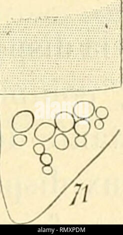 . Annales des Sciences Naturelles. Piante; biologia. . Si prega di notare che queste immagini vengono estratte dalla pagina sottoposta a scansione di immagini che possono essere state migliorate digitalmente per la leggibilità - Colorazione e aspetto di queste illustrazioni potrebbero non perfettamente assomigliano al lavoro originale. Parigi : Fortin, Masson Foto Stock