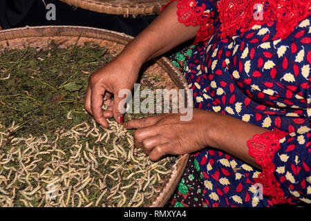 Cambogia, Phnom Penh, Koh Dach, Isola di seta tradizionale centro di tessitura, donna con le mani in mano la separazione di bachi da seta da foglie di gelso Foto Stock