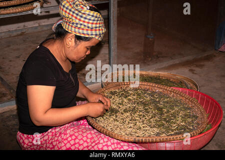 Cambogia, Phnom Penh, Koh Dach, Isola di seta tradizionale centro di tessitura, donna la separazione di bachi da seta da foglie di gelso a mano Foto Stock