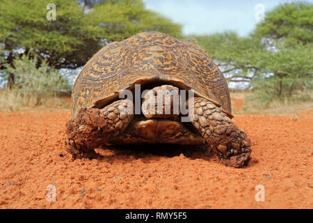 Leopard tartaruga (Stigmochelys pardalis) in habitat naturale, Sud Africa Foto Stock
