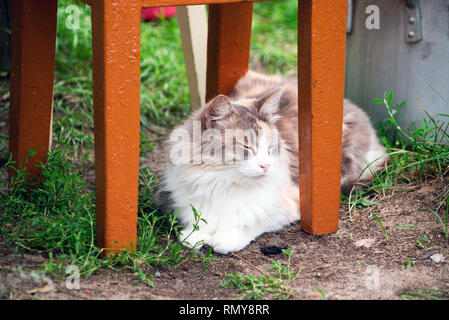 Luce-un redhead cat giace sull'erba nel villaggio sotto la sedia. Foto Stock