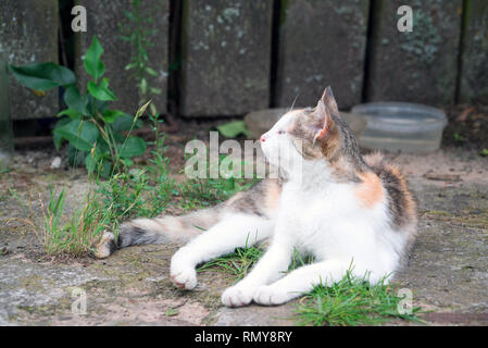 Luce rosso gatto giace sull'erba nel villaggio sotto la recinzione. Foto Stock