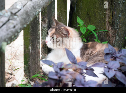 Luce rosso gatto giace sull'erba nel villaggio sotto la recinzione. Foto Stock