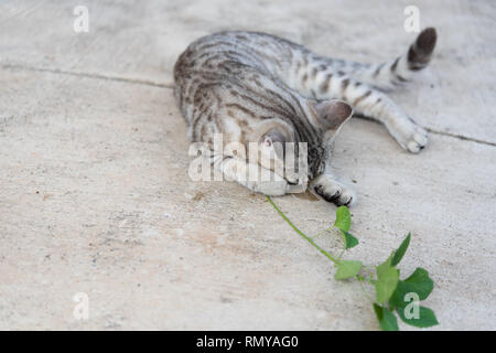 Bella tubby cat eating ,erba gatta, Indiano Acalypha tree,erba gatta le erbe per il gatto ha un profumo come feromone Foto Stock