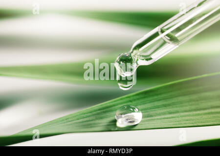 Olio essentail goccia sulla foglia verde. spa sfondo con spazio di copia Foto Stock