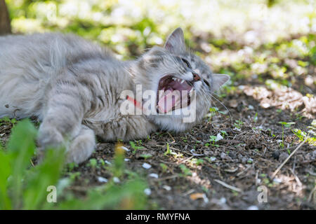 Grey Street cat con colletto rosso sbadigli giacente a terra outdoor closeup a Spring Garden Foto Stock