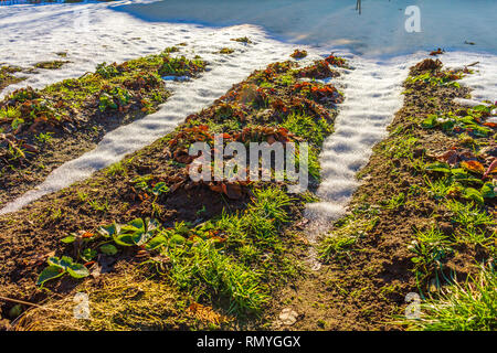 Campo Arato con erba e fusione di neve Foto Stock