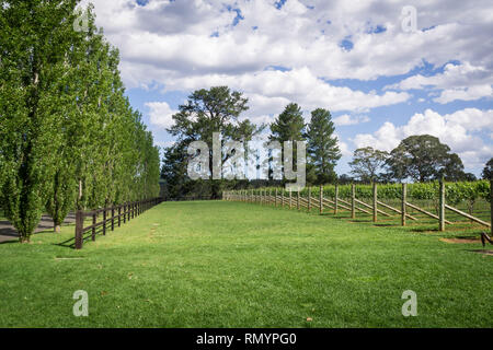 Il Pinot Grigio uve destinate alla produzione di vino cresce nel Nuovo Galles del Sud Southern Highlands sulla Bendooley station wagon, Berrima. Foto Stock