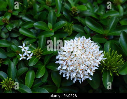 Primo piano della fioritura spike bianco fiori o ixora in giardino Foto Stock