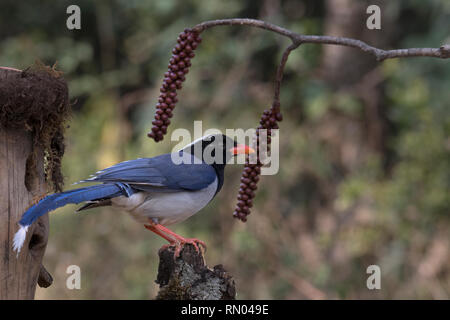 Rosso-blu fatturati gazza Foto Stock