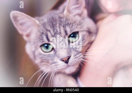 Kitty grigio con gli occhi verdi con strisce di colore. Il pet è immagine Foto Stock