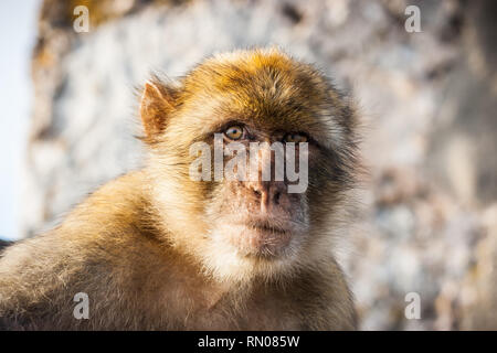 Immagine di una delle famose scimmie di Gibilterra. Molti macachi vivono nella roccia riserva naturale in Gibilterra, Regno Unito. Foto Stock