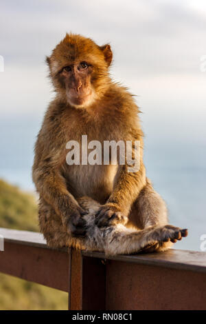 Immagine di una delle famose scimmie di Gibilterra. Molti macachi vivono nella roccia riserva naturale in Gibilterra, Regno Unito. Foto Stock