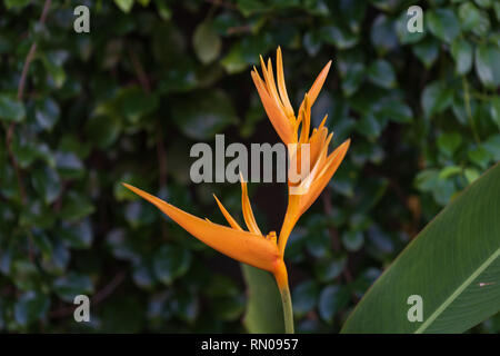 Giallo esotici Heliconia psittacorum ,Golden torcia, fiori con sani fogliame verde sullo sfondo di foglie,tono scuro Foto Stock