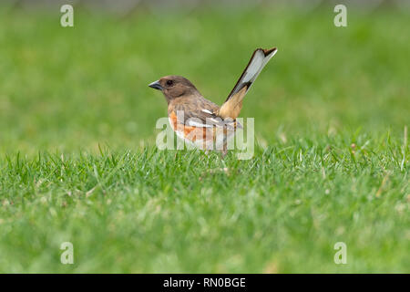 Femmina Rufous facciate o Towhee orientale. Foto Stock