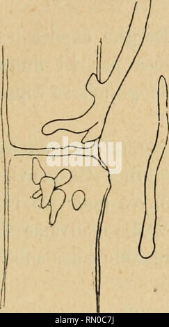 . Annales de la Socit belge de microscopie. Microscopia. BULLETIN DES SÉANCES. 159 ces développements, est-ce la germinazione directe des zoospores? J'ai pu osservatore quelquefois également des cellules à. Si prega di notare che queste immagini vengono estratte dalla pagina sottoposta a scansione di immagini che possono essere state migliorate digitalmente per la leggibilità - Colorazione e aspetto di queste illustrazioni potrebbero non perfettamente assomigliano al lavoro originale. Socit belge de microscopie. Bruxelles : H. Manceaux Foto Stock