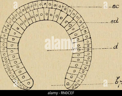 . Annales de la Socit belge de microscopie. Microscopia. BULLETIN DES SÉANCES. 99 interne, disons la cavité digestivo, laquelle est en com- munication avec l'extérieuf par une ouverture La très grande d'abord et qui tendono à se rétrécir ensuite, le blasto- poro. L'Organisme se présente alors avec l'aspetto connu sous le nom de gastnda (fig. 2), qui se retrouve égale-. Fig. 2. - Gastrula de VAmphioxus, d'après tecnologia Hatschek. - Ectoderme CE ; ed endoderme ; d digestivo cavité ; bp blastopore. mento dans le développement de tous les animaux dont les phénomènes embryonnaires n'ont pas été altérés, et que nous d Foto Stock