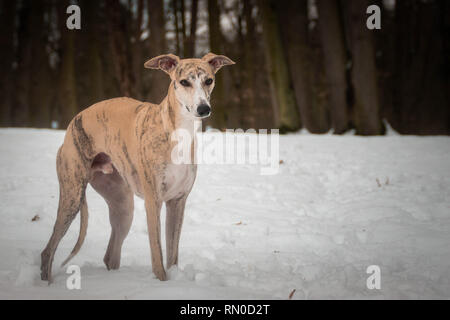 Cane di whippet è in piedi nella neve. Foto Stock