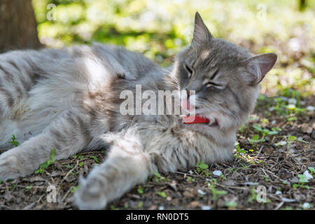 Grey Street cat con colletto rosso leccare la lana giacente a terra outdoor closeup a Spring Garden Foto Stock