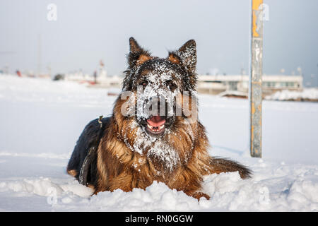Immagine di un pastore tedesco cane sulla spiaggia con la neve. Riccione, Emilia Romagna, Italia. Foto Stock