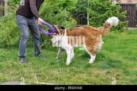 Un uomo gioca con un anello di gomma con una mosca watchdog del cane di razza in giardino Foto Stock