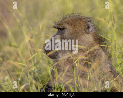 Chacma baboon (Papio ursinus) alimentazione sulle sementi di erba nel parco nazionale Kruger Sud Africa Foto Stock