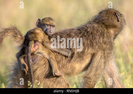 Chacma baboon (Papio ursinus) Madre con bambino a cavallo sul retro guardando la telecamera nel parco nazionale Kruger Sud Africa Foto Stock