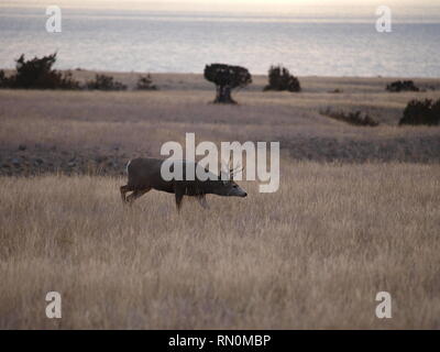 Di intrufolarsi circa Foto Stock