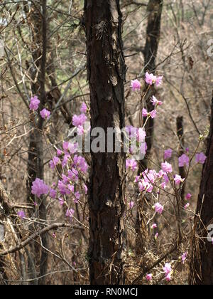 fioritura primaverile Foto Stock