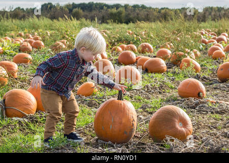 Un giovane ragazzo biondo guardando mature zucche in un campo in una fattoria Foto Stock