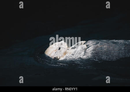 Sea Otter galleggiante in acqua Foto Stock