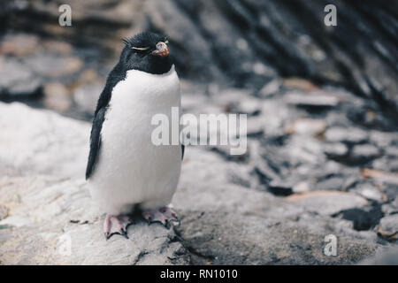 Close up del sud del pinguino saltaroccia - Eudyptes Chrysocome Foto Stock