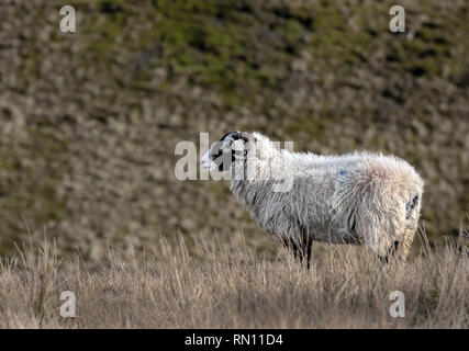 Lone pecore in Yorkshire Dales Foto Stock