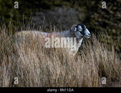 Lone pecore in Yorkshire Dales Foto Stock