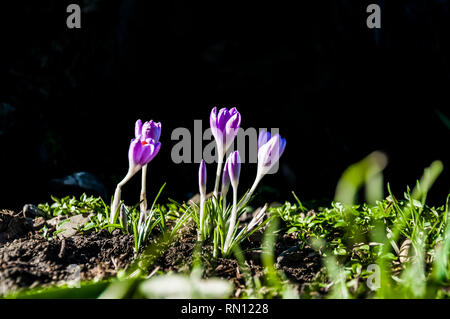 Giovani e senior. Inizio Crocus contro dark vecchio albero. Primo piano. Foto Stock