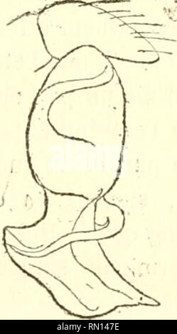 . Annales de la Société Entomologique de France. Insetti; Entomologia. Fig. 7. Bulbe vu par la face externe. - Fis vu par la l'ace interne. 8. Le même d'une grande apopbyse noire triangulaire, tronquée au sommet, avec les angles prolongés en petites pointes aiguës et en arrière d'une conique apophyse un peu étroite plus et plus longue, supportant onu stylum lungo un peu sinueux, rabattu transversalement sur le côté interne du bulbe. Siria (Ch. de la Brûlerie). (1882) lte partie, 15.. Si prega di notare che queste immagini vengono estratte dalla pagina sottoposta a scansione di immagini che possono essere state migliorate digitalmente per rea Foto Stock