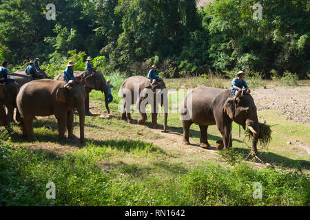 Chiang Dao Elephant Camp, Thailandia Foto Stock