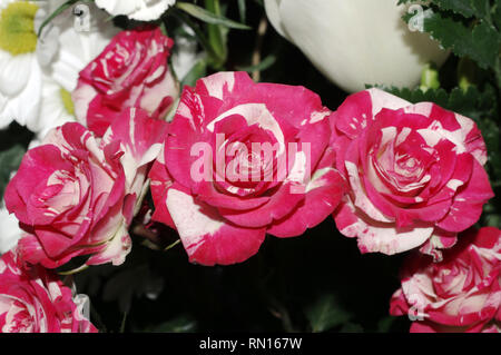 Rosso Bianco un po' di rose close-up Foto Stock