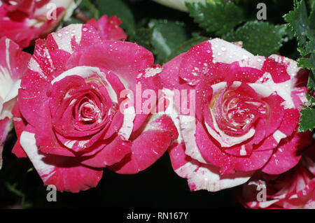 Rosso Bianco un po' di rose close-up Foto Stock