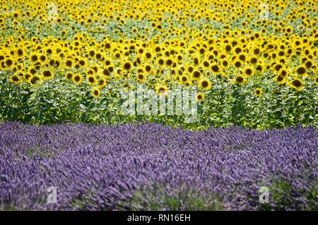 Lavanda e girasoli Foto Stock