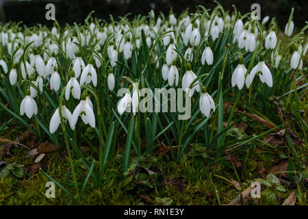 Close up di bucaneve in Inghilterra, il verde delle foglie e fiori di colore bianco Foto Stock