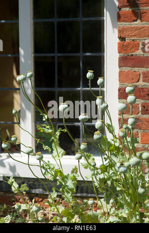 Semi di papavero capi al di fuori di un vetro al piombo di un vecchio cottage Foto Stock